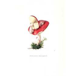 Champignons d'Europe