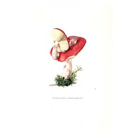 Champignons d'Europe