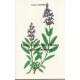 Dictionnaire des plantes aphrodisiaques