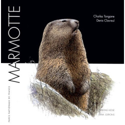 Marmotte